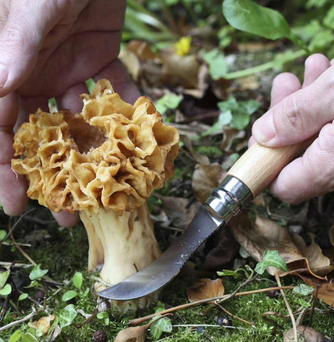 N°08 Mushroom Knife - Stainless Steel - by Opinel