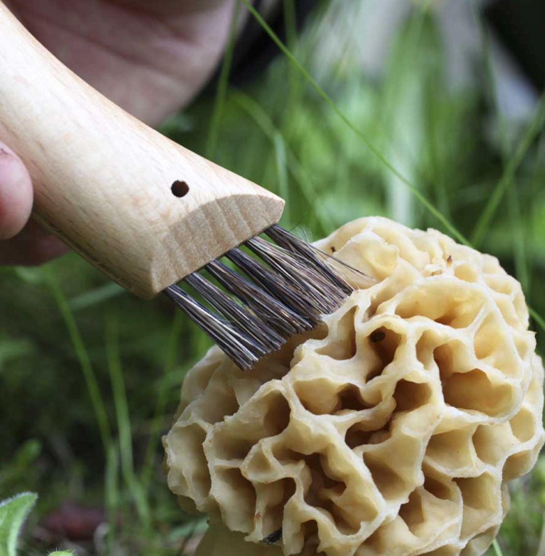 N°08 Mushroom Knife - Stainless Steel - by Opinel