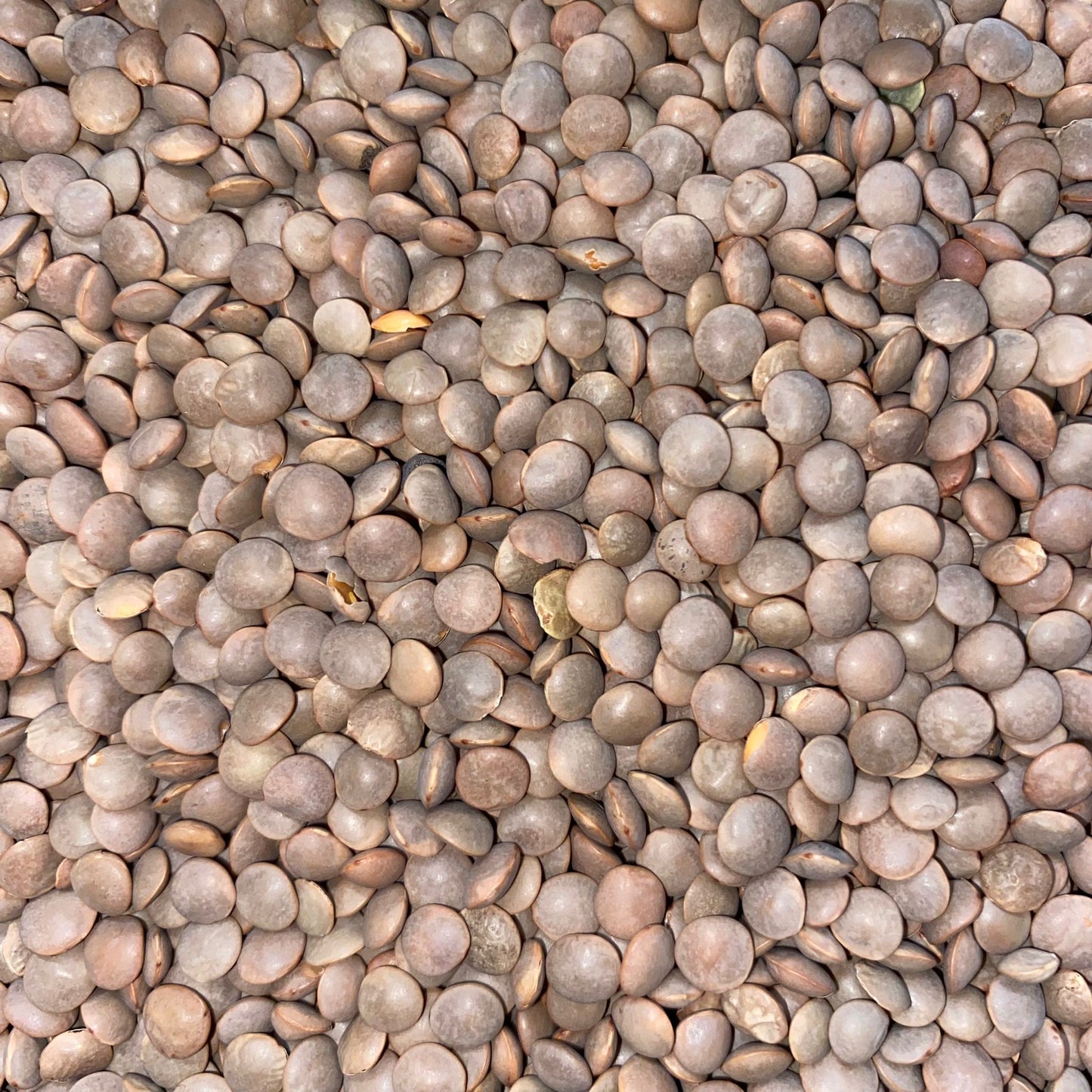 Brown Lentils